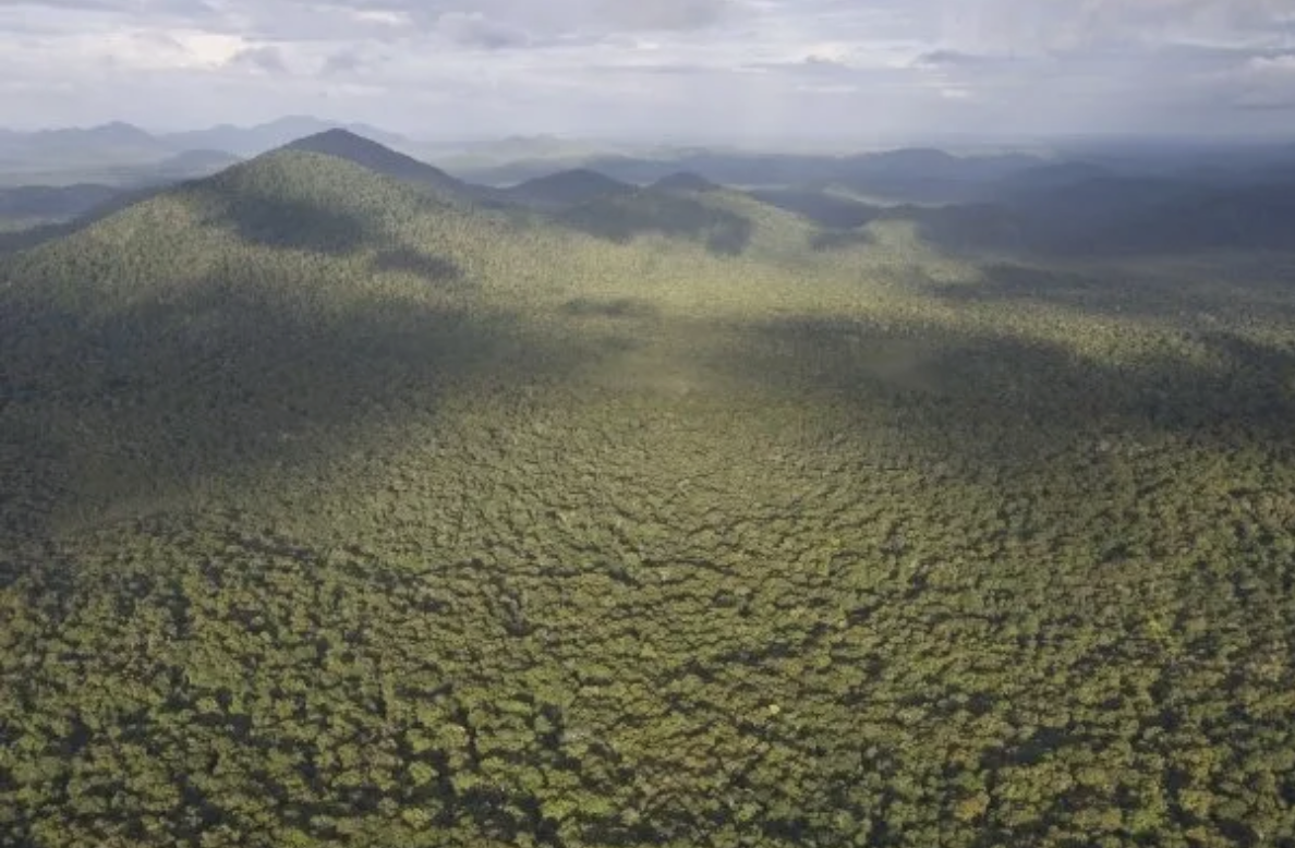 Forestry Institutions in a New and Evolving Role